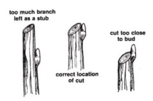 correct heading pruning