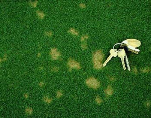 Lawn Care Charlottesville